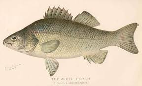 Image result for Morone americana