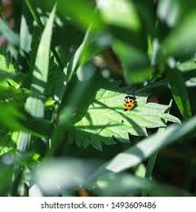 Attēlu rezultāti vaicājumam “Hippodamia notata”