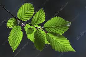 Attēlu rezultāti vaicājumam “Carpinus betulus leaf”