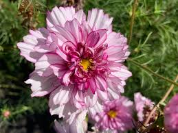 Image result for Cosmos bipinnatus `Double Click`