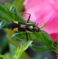 Attēlu rezultāti vaicājumam “Grypocoris sexguttatus”