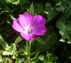 Image result for Agrostemma githago