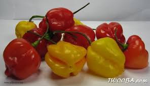 Afbeeldingsresultaat voor mme jeanette hot pepper