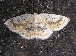 Attēlu rezultāti vaicājumam “Cyclophora annularia”