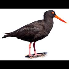 Attēlu rezultāti vaicājumam “Haematopus ostralegus adult”