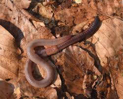Attēlu rezultāti vaicājumam “Lumbricus terrestris”