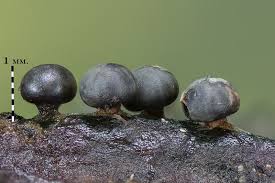 Attēlu rezultāti vaicājumam “Diderma umbilicatum macro”