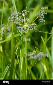 Attēlu rezultāti vaicājumam “Scirpus sylvaticus”