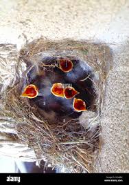 Attēlu rezultāti vaicājumam “Motacilla alba nest”