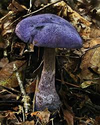 Attēlu rezultāti vaicājumam “Cortinarius violaceus”