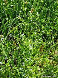 Attēlu rezultāti vaicājumam “Myosotis laxa subsp. baltica”