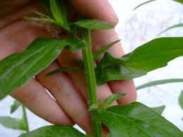 Attēlu rezultāti vaicājumam “Erigeron annuus leaf”