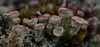 Attēlu rezultāti vaicājumam “Cladonia pyxidata”