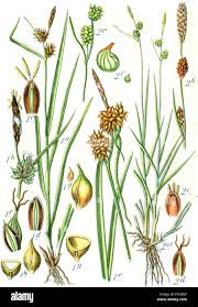 Attēlu rezultāti vaicājumam “Carex viridula”