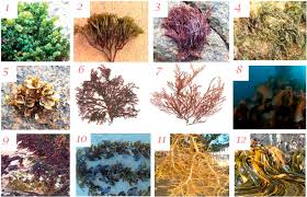 Attēlu rezultāti vaicājumam “Enteromorpha sp.”