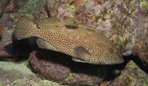 Image result for Epinephelus adscensionis