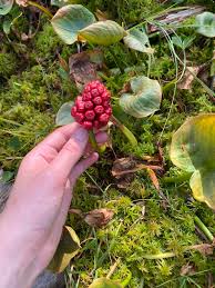 Attēlu rezultāti vaicājumam “Calla palustris fruit”