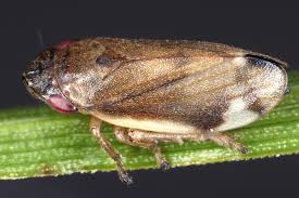 Attēlu rezultāti vaicājumam “Neophilaenus lineatus”