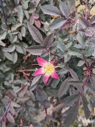 Attēlu rezultāti vaicājumam “Rosa glauca flower”