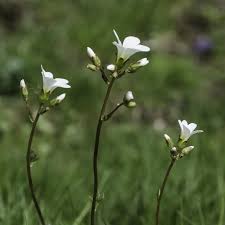 Attēlu rezultāti vaicājumam “Saxifraga granulata leaf”