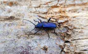 Attēlu rezultāti vaicājumam “Callidium violaceum”