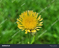 Attēlu rezultāti vaicājumam “Sonchus asper”