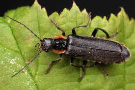 Attēlu rezultāti vaicājumam “Cantharis obscura”