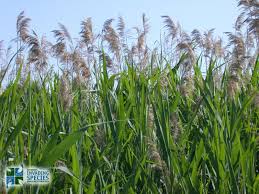 Attēlu rezultāti vaicājumam “Phragmites communis”