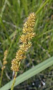 Attēlu rezultāti vaicājumam “Carex cespitosa flower”