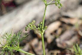 Attēlu rezultāti vaicājumam “Lycogala asperum sessile”