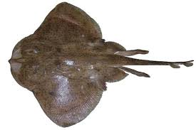 Image result for Leucoraja ocellata