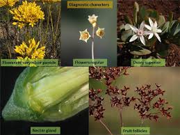 Attēlu rezultāti vaicājumam “Crassulaceae”