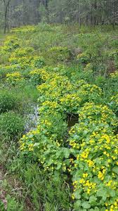 Attēlu rezultāti vaicājumam “Caltha palustris”