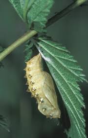 Attēlu rezultāti vaicājumam “Brenthis ino underside”