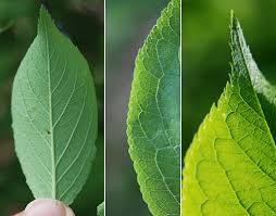 Attēlu rezultāti vaicājumam “Prunus domestica subsp. domestica leaf”