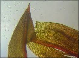 Attēlu rezultāti vaicājumam “Barbula convoluta”