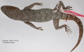 Image result for Diplodus kotschyi