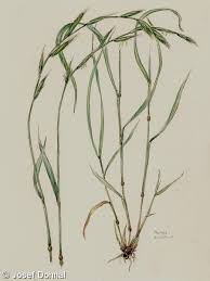 Attēlu rezultāti vaicājumam “Brachypodium sylvaticum”