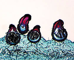 Attēlu rezultāti vaicājumam “Sordaria fimicola”