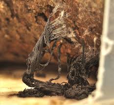 Attēlu rezultāti vaicājumam “Symphytocarpus impexus”