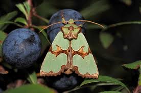 Attēlu rezultāti vaicājumam “Staurophora celsia”