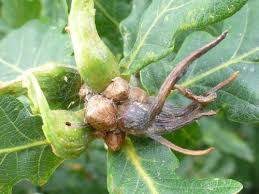 Attēlu rezultāti vaicājumam “Cynipidae”