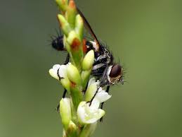 Attēlu rezultāti vaicājumam “Cylindromyia sp.”