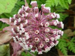 Image result for Petasites officinalis