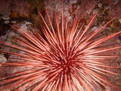 Image result for Mesocentrotus franciscanus