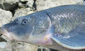 Image result for Cycleptus elongatus