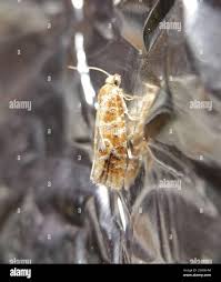 Attēlu rezultāti vaicājumam “Rhyacionia pinicolana”