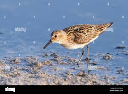 Attēlu rezultāti vaicājumam “Calidris minuta”