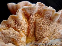 Attēlu rezultāti vaicājumam “Skeletocutis amorpha”