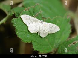 Attēlu rezultāti vaicājumam “Cabera pusaria male”